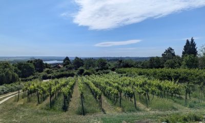 Plavinci vinograd