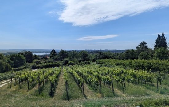 Plavinci vinograd