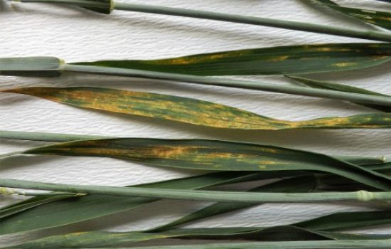 Puccinia-striiformis