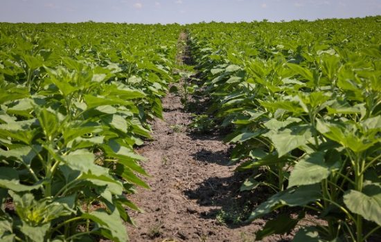 Strip-till-Polja-suncokreta-u-Kumanu-Foto-Nestle-Bosko-Karanovic