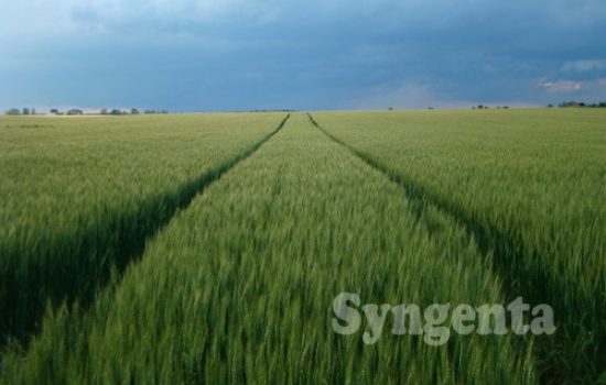 Syngenta-psenica-prolecno-prskanje_zasticeno