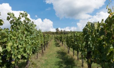 Tecna-djubriva-u-vinogradu