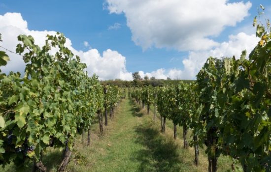 Tecna-djubriva-u-vinogradu