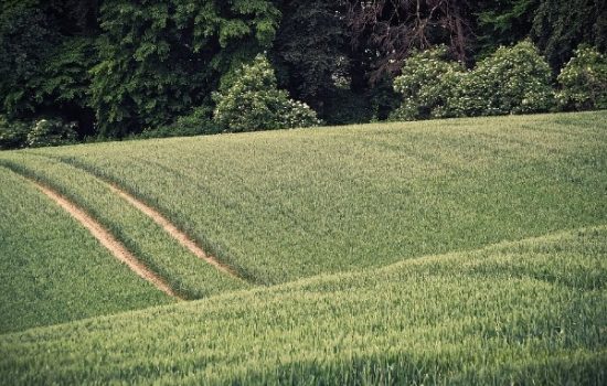 agrosumarstvo
