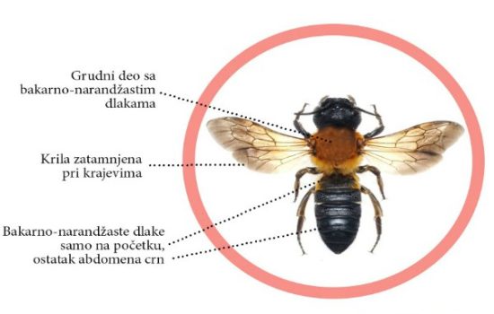azijska-pcela-smolarica