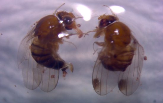 azijska-vocna-musica-Drosophila