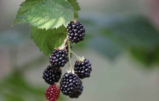 berba-kupine-klasiranje