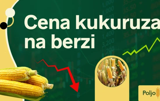 cena-kukuruza-na-berzi