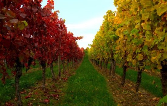 djubrenje-vinove-loze