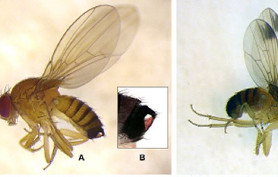 drosophila-suzukii