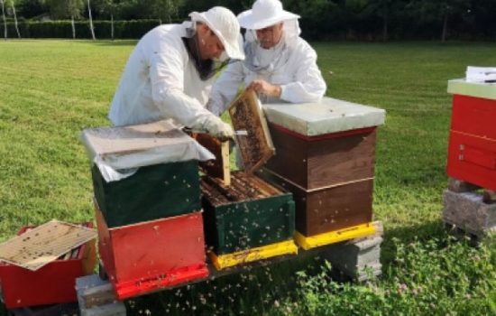 ecohive
