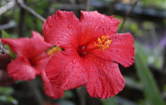 hibiskus-crveni