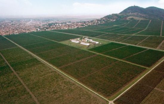 1 Plantaze Vrsacki vinogradi