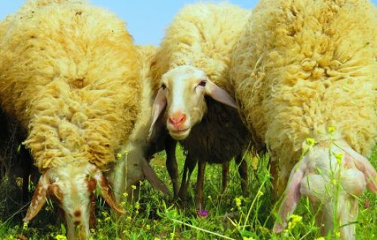 Assaf sheep