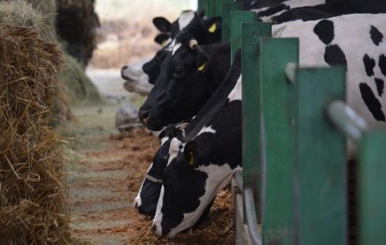 Farma goveda
