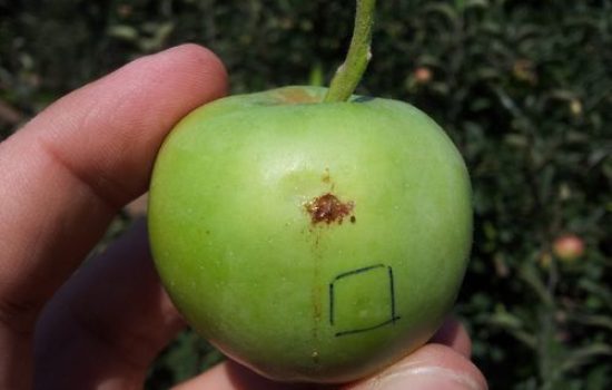 Larva jabukov smotavca