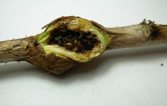Lasioptera rubi JPG