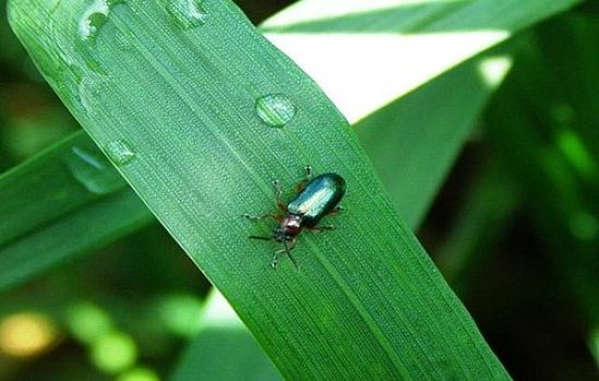 Lema melanopus