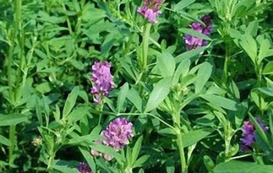 Lucerka