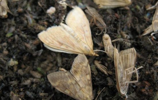 Ostrinia nubilalis