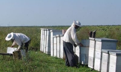Pčelari