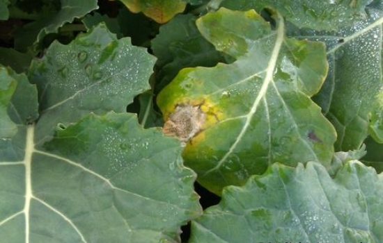 Phoma 1