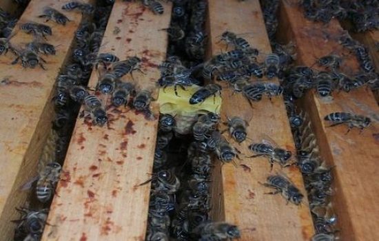 Prihvaćenu larvu pčele hrane i njeguju 1