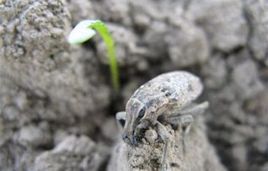 Repina pipa 1