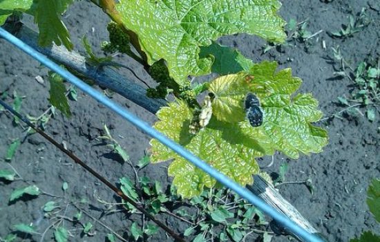 Rutava buba u vinogradu