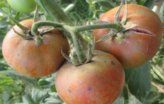 Simptomi virusa bronzavosti paradajza PIS