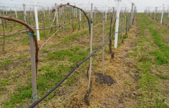 Vinograd Sandora Somodjija