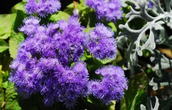 ageratum