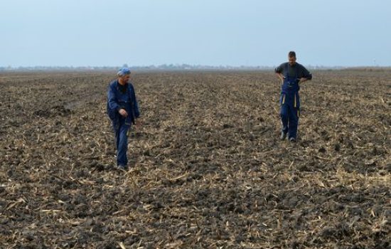 agronomi setaju po polju