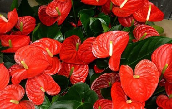 anthurium