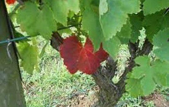 crvena palez vinove loze
