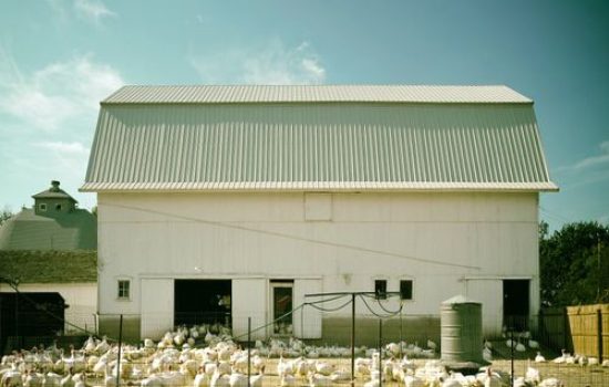 farma curaka 2