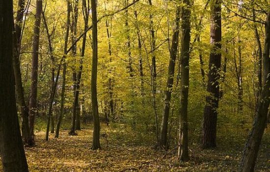 forest-259492 640