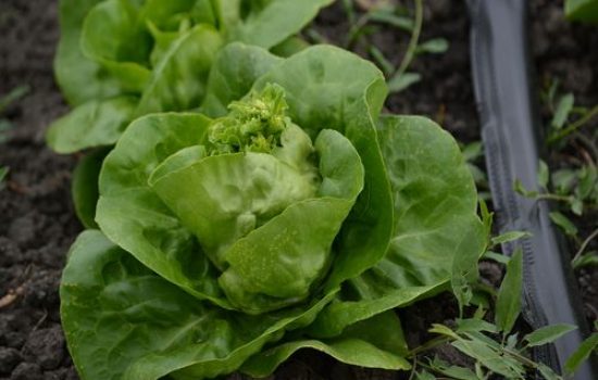 glavica salate
