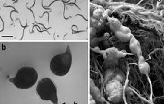 images nematode 3