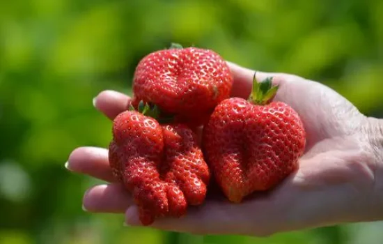 images_agrosfera_agroteme_jagode_na_dlanu