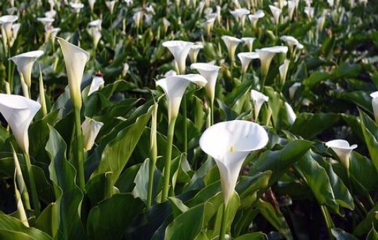 kale polje