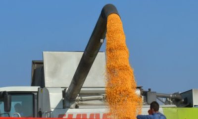 images_agrosfera_agroteme_kipovanje_kukuruza_zlatica