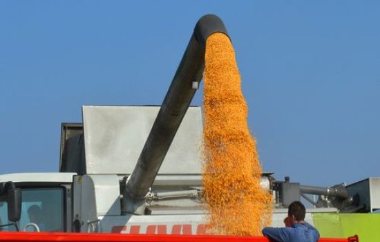 images_agrosfera_agroteme_kipovanje_kukuruza_zlatica