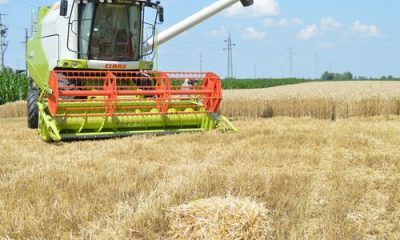 images_agrosfera_agroteme_kombajn_zetva_psenice