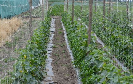images_agrosfera_agroteme_krastavacc
