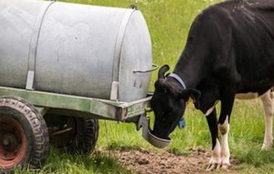 images_agrosfera_agroteme_krava_pije_vodu_veca