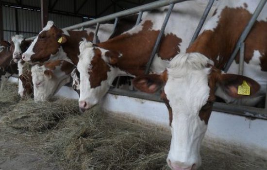 krave farma