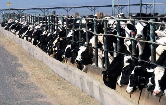 krave farma holstajn