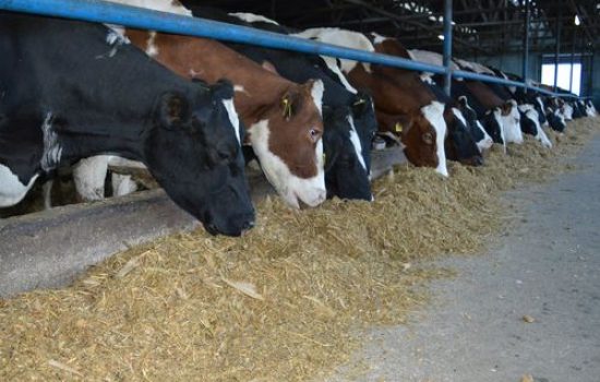 krave farma jedu