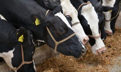 krave jedu